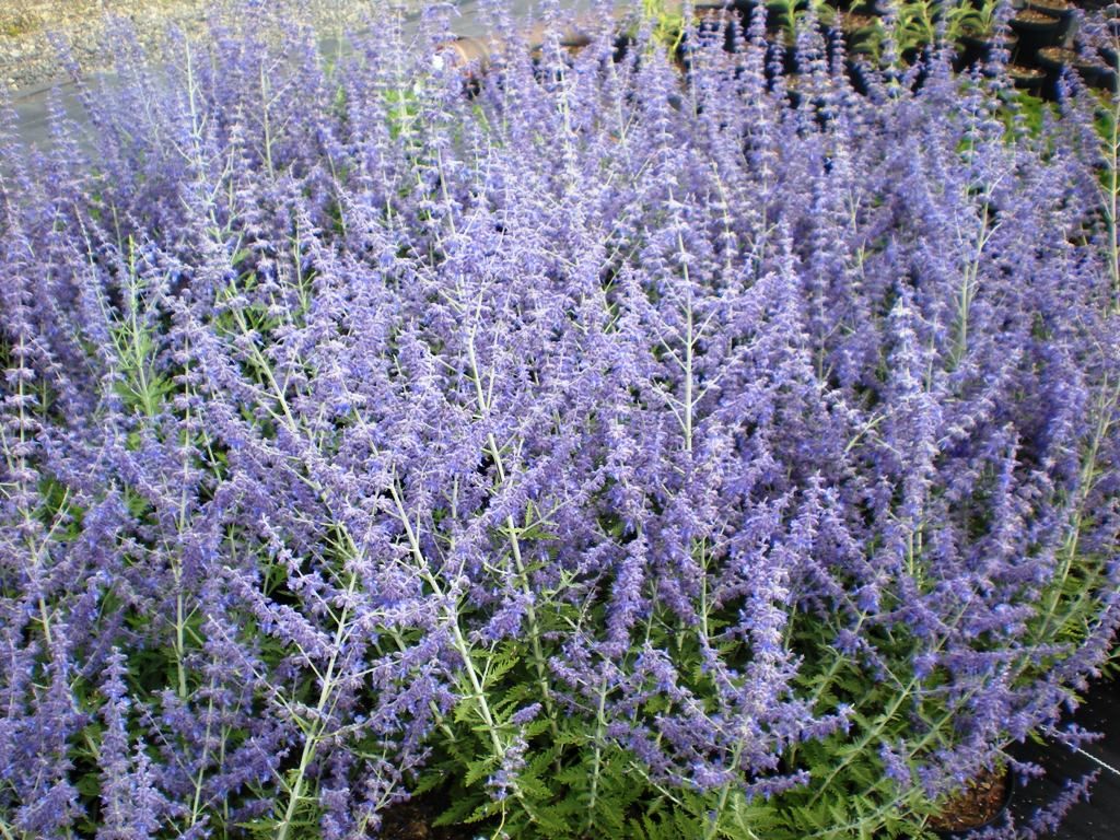 Perovskia atriplicifolia 'Lacey Blue'